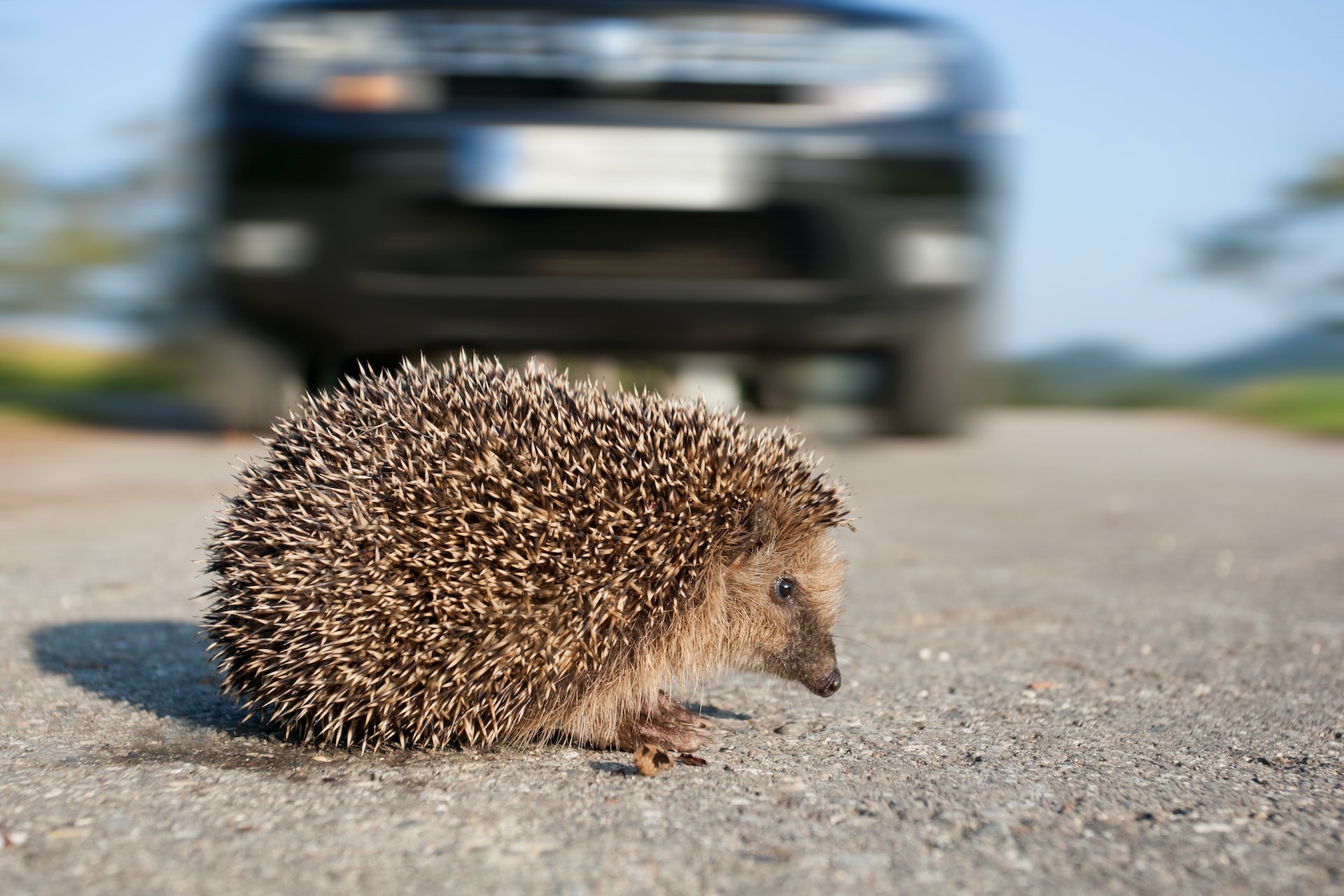 The Secret Life of Hedgehogs: Uncovering Their Omnivorous Habits