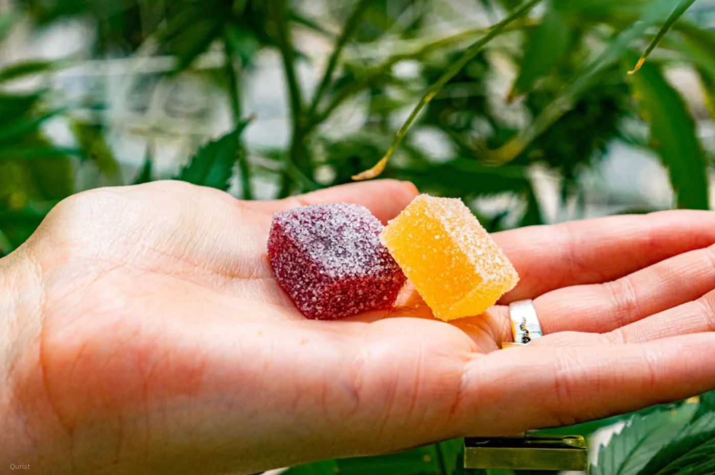 What Are sativa gummies and How Are They Commonly Used?